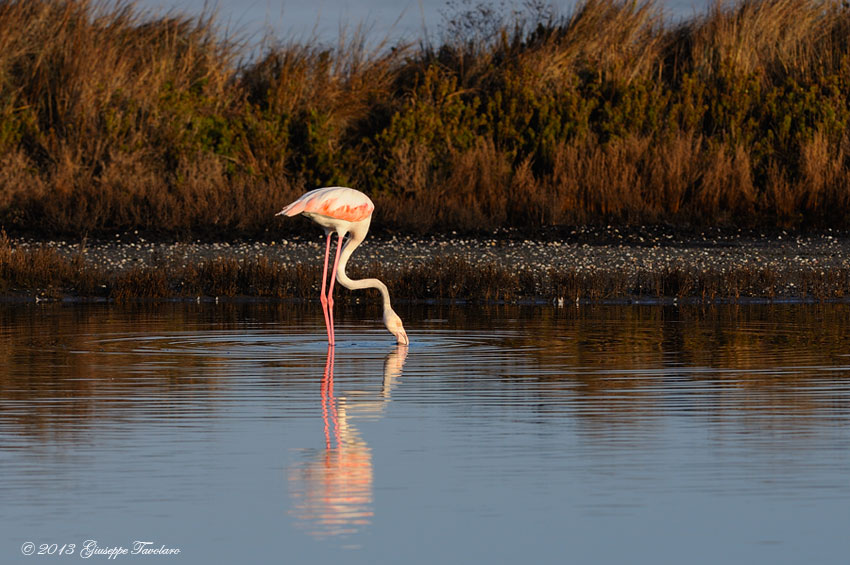 Fenicotteri (Phoenicopterus ruber)