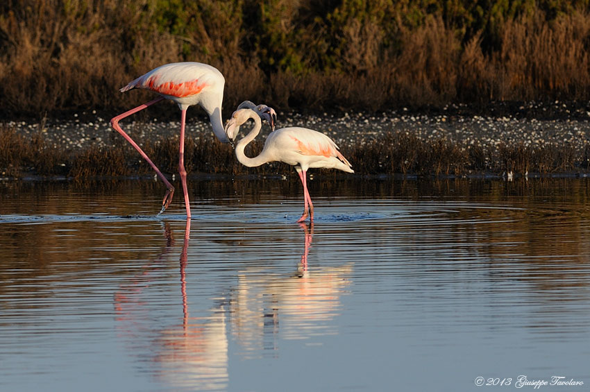 Fenicotteri (Phoenicopterus ruber)