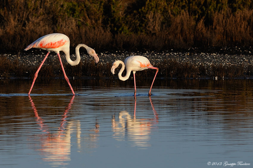 Fenicotteri (Phoenicopterus ruber)