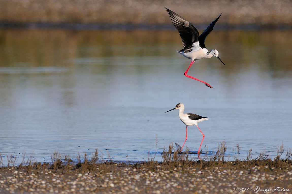 Salto dell''ostacolo.