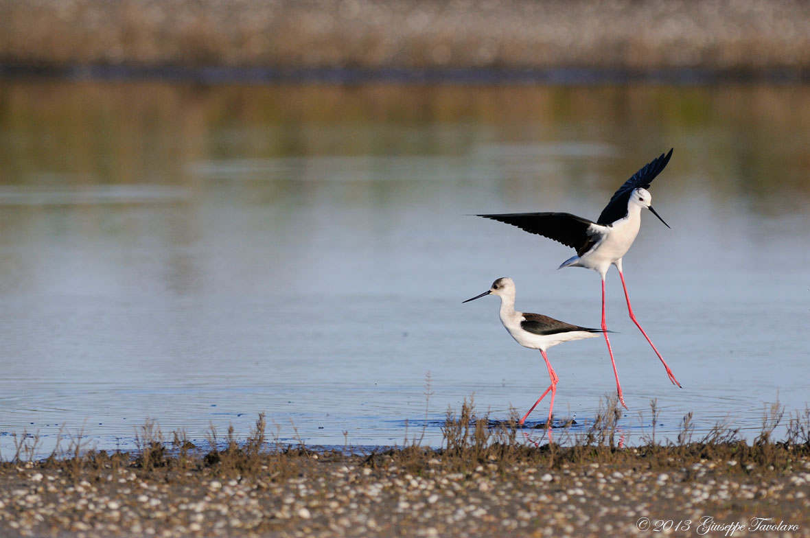 Salto dell''ostacolo.