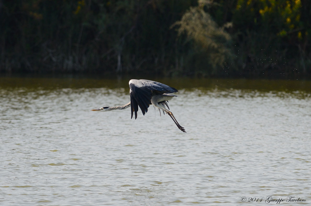 Il volo dell''Airone cenerino (Ardea cinerea)
