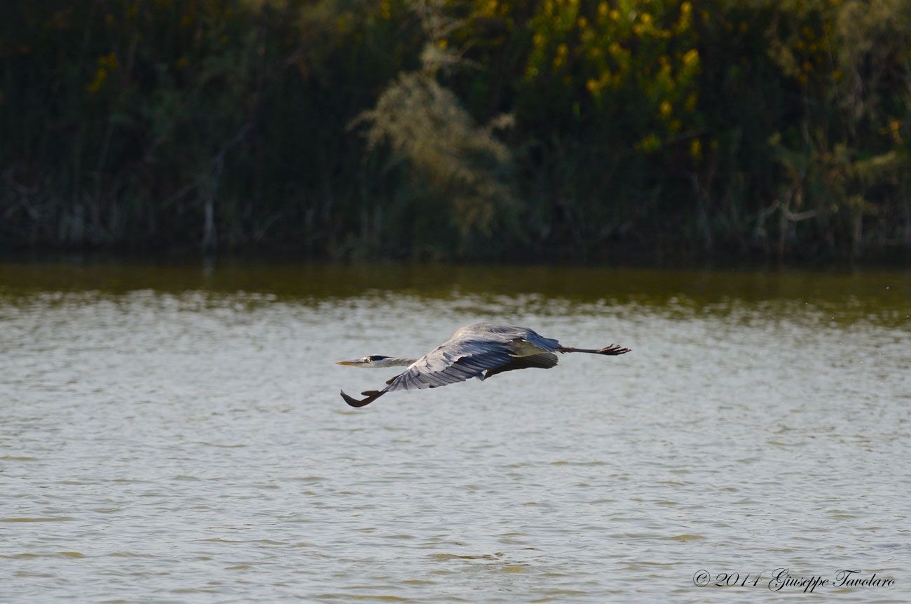 Il volo dell''Airone cenerino (Ardea cinerea)