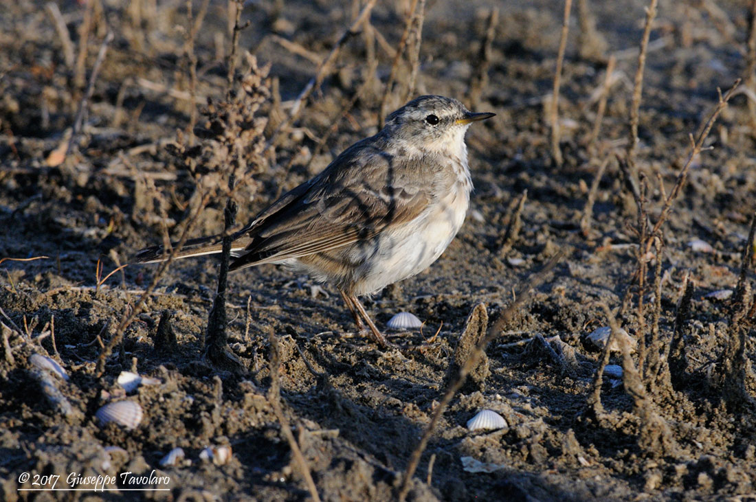 Identificazione:  Spioncello (Anthus spinoletta)