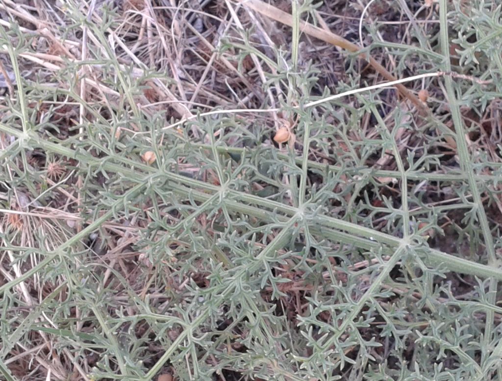 Echinophora tenuifolia