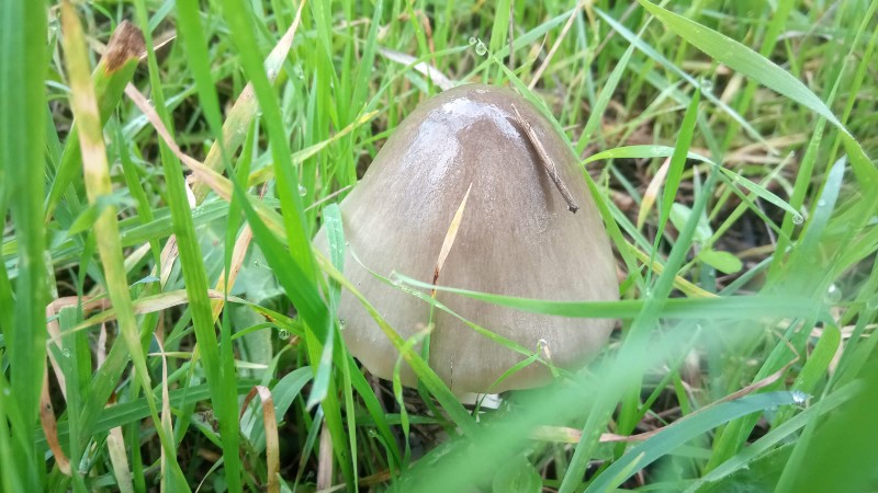 Volvariella speciosa... v. gloiocephala?