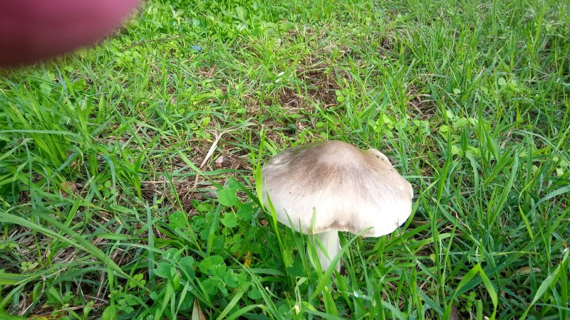 Volvariella speciosa... v. gloiocephala?