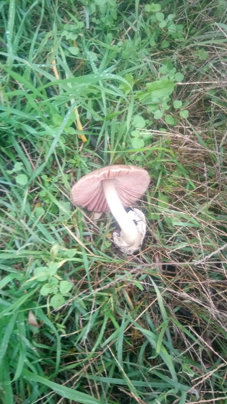 Volvariella speciosa... v. gloiocephala?