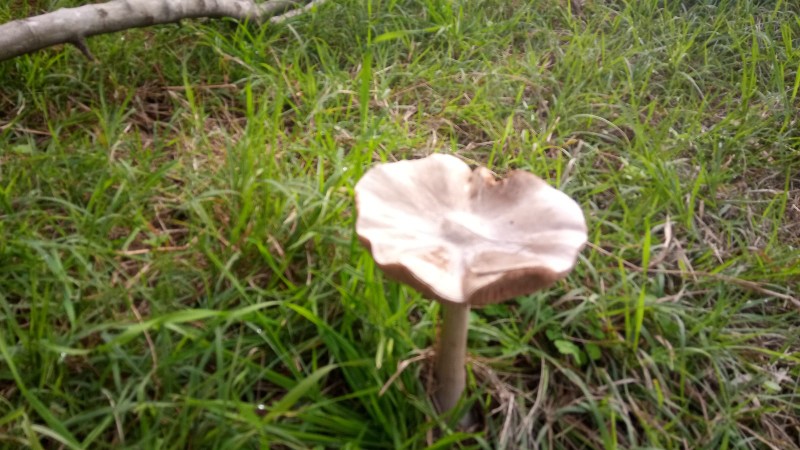 Volvariella speciosa... v. gloiocephala?