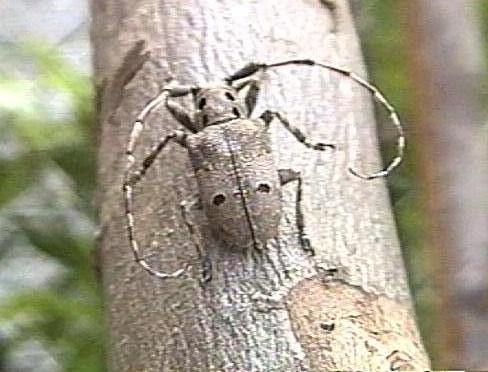 Mesosa curculionoides