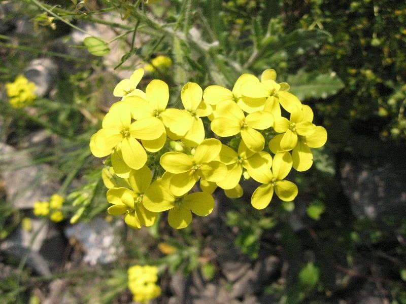 brassicacea -  Biscutella cfr. cichoriifolia