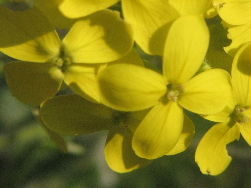brassicacea -  Biscutella cfr. cichoriifolia