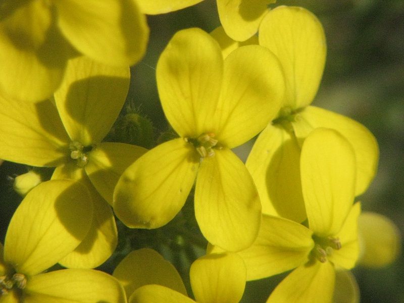 brassicacea -  Biscutella cfr. cichoriifolia