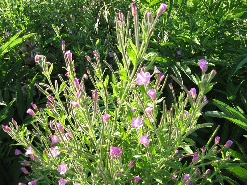 Epilobium hirsutum