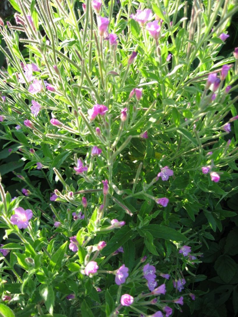 Epilobium hirsutum