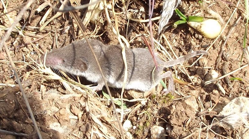 Suncus etruscus?  No, Crocidura leucodon