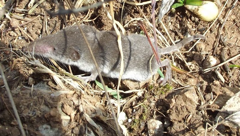 Suncus etruscus?  No, Crocidura leucodon