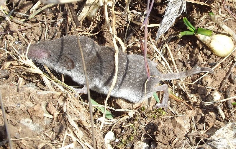 Suncus etruscus?  No, Crocidura leucodon