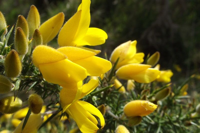 Ulex europaeus