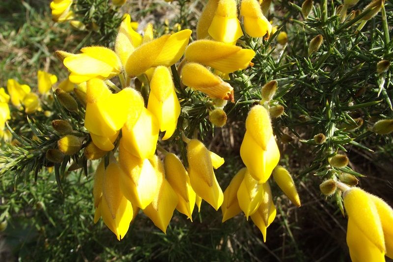 Ulex europaeus