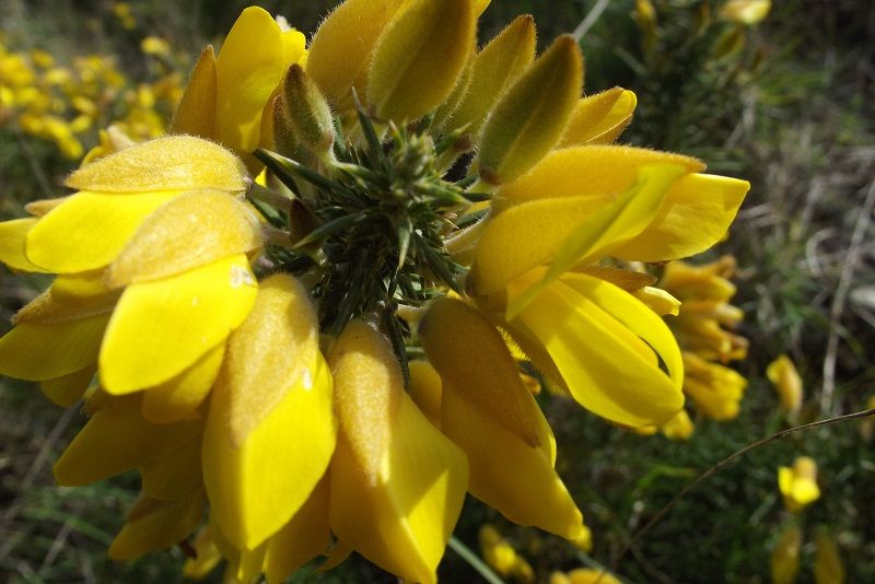 Ulex europaeus