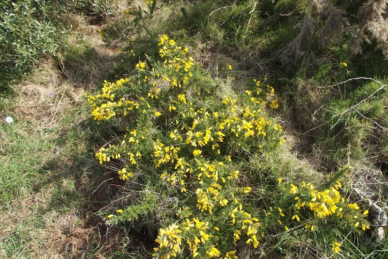 Ulex europaeus
