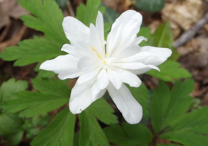 Anemone nemorosa strana