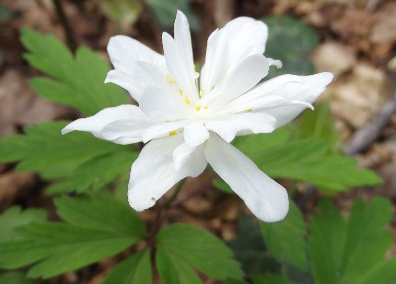 Anemone nemorosa strana