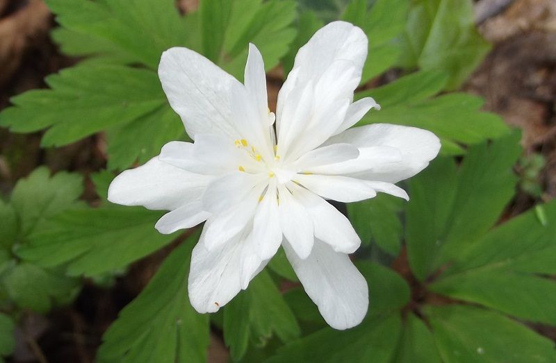 Anemone nemorosa strana