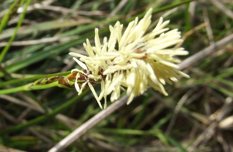 Poacea? no, Carex cfr. caryophyllea