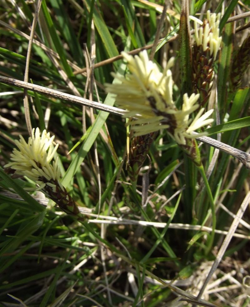 Poacea? no, Carex cfr. caryophyllea