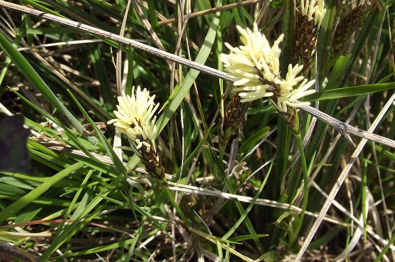 Poacea? no, Carex cfr. caryophyllea