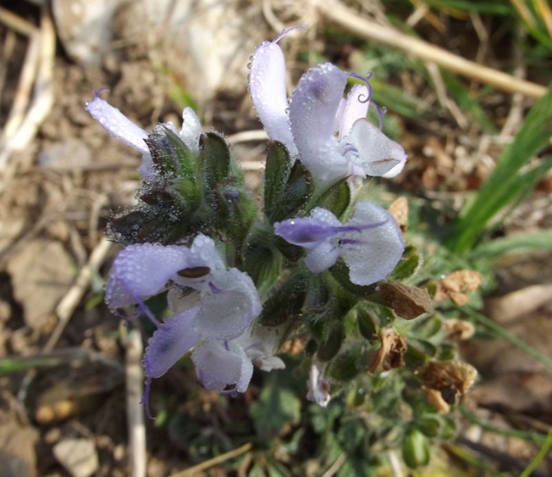 Salvia cfr. clandestina