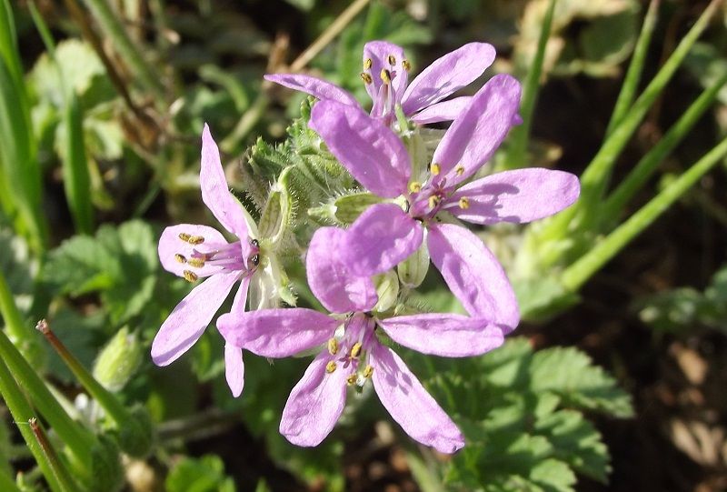 Erodium cfr. ciconium