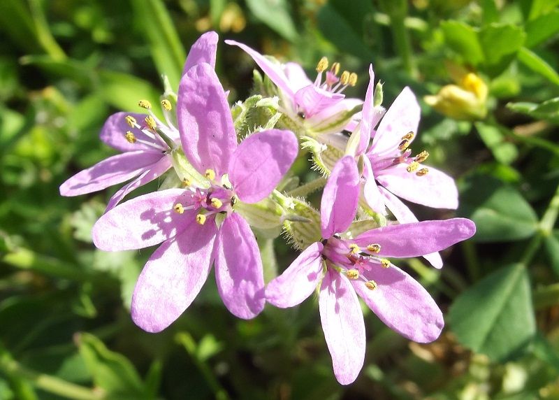 Erodium cfr. ciconium