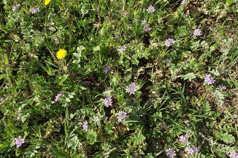 Erodium cfr. ciconium