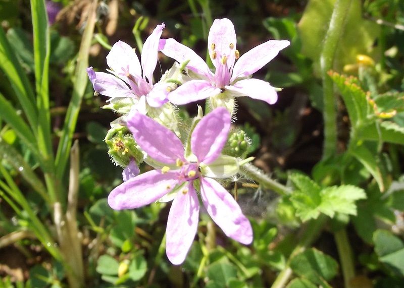 Erodium cfr. ciconium