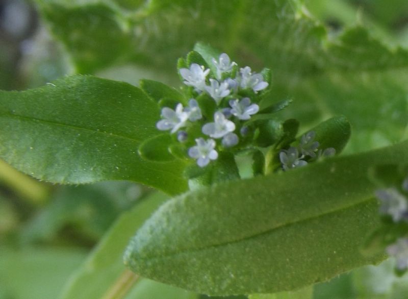 Valerianella sp.