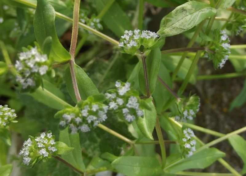 Valerianella sp.