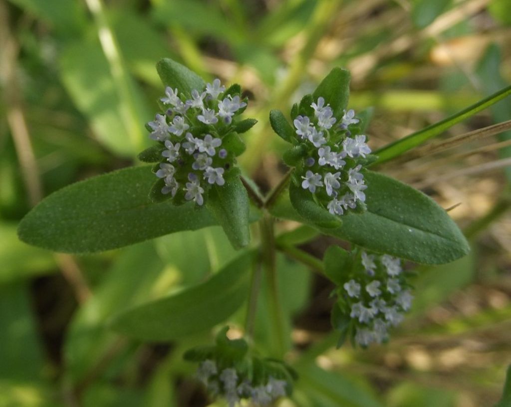 Valerianella sp.