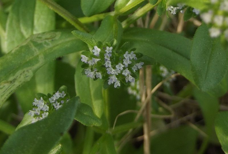 Valerianella sp.