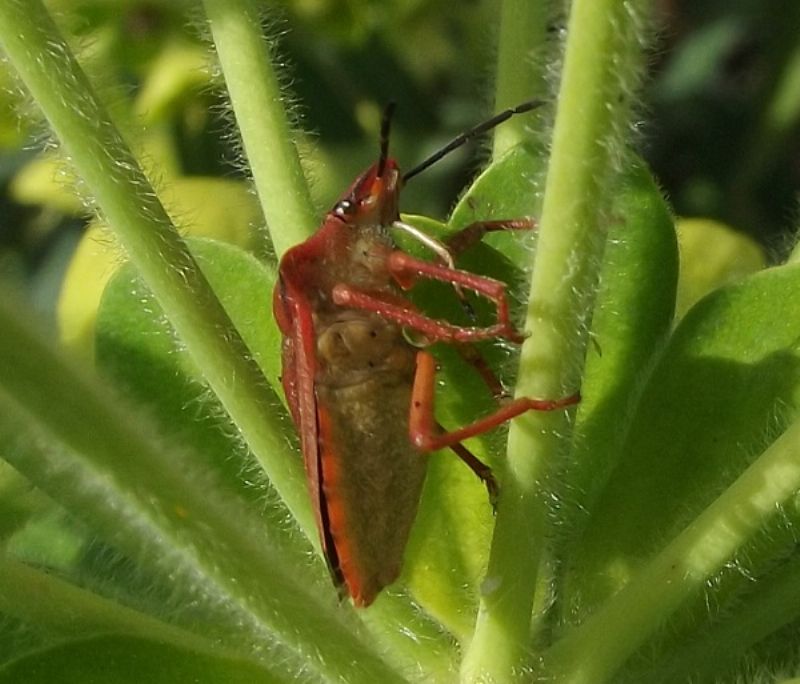 cimici