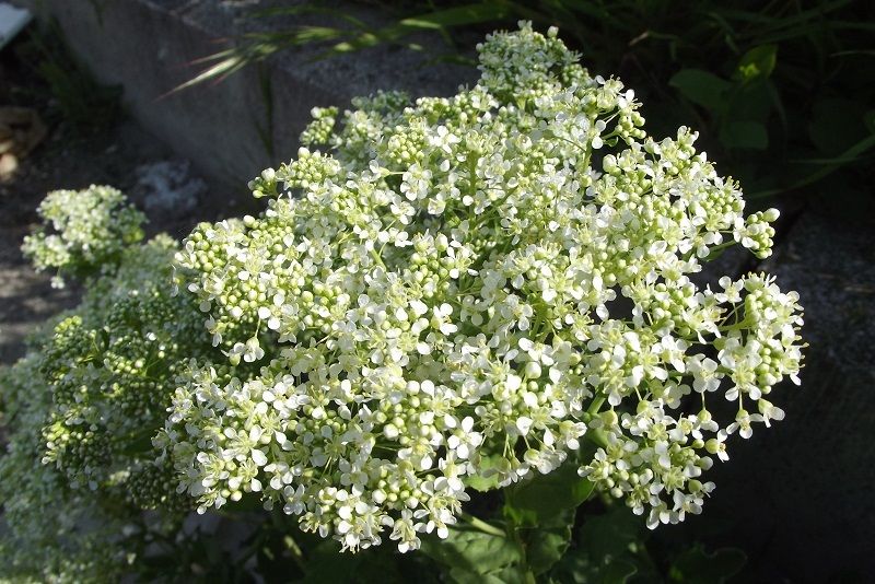 Lepidium draba ( =Cardaria draba) / Cocola, lattona