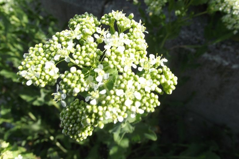 Lepidium draba ( =Cardaria draba) / Cocola, lattona