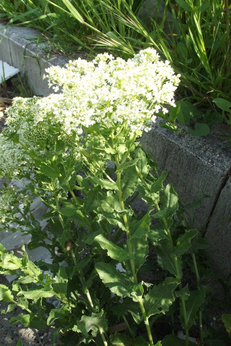 Lepidium draba ( =Cardaria draba) / Cocola, lattona