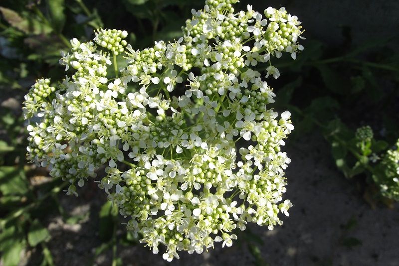 Lepidium draba ( =Cardaria draba) / Cocola, lattona