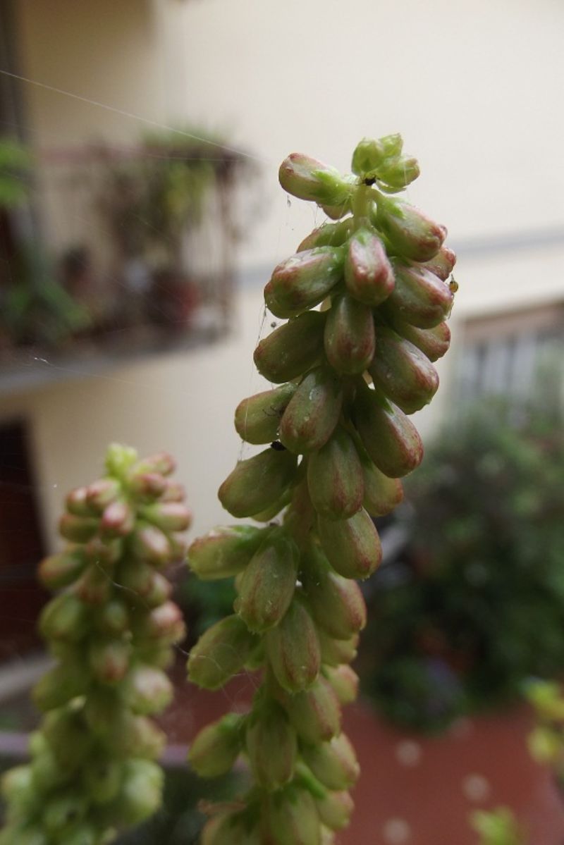 Umbilicus rupestris