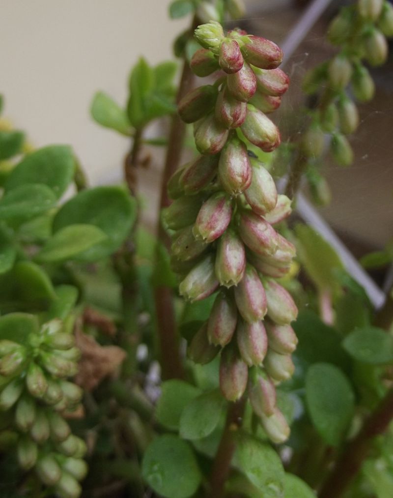 Umbilicus rupestris