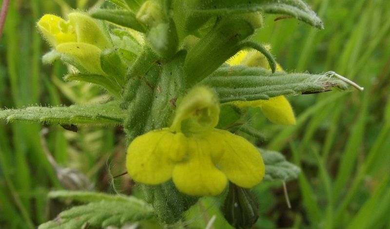 Parentucellia viscosa