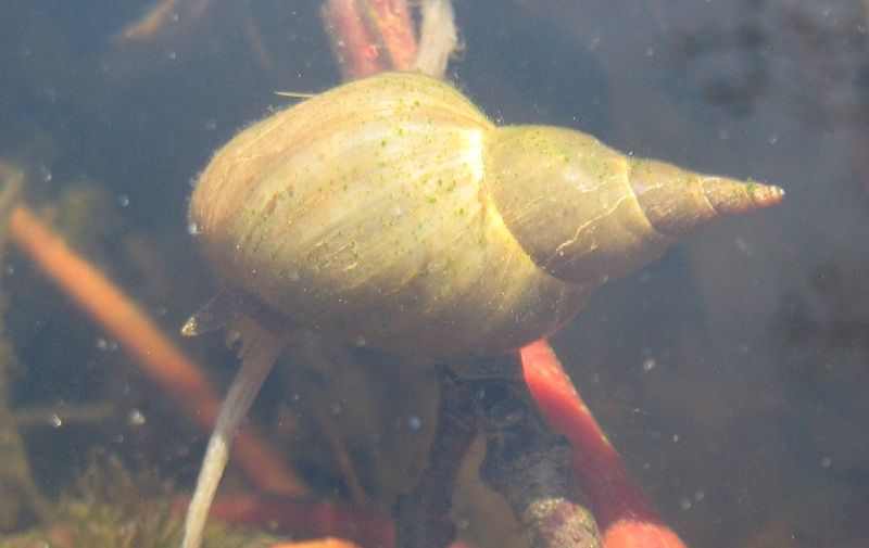 mollusco acquatico